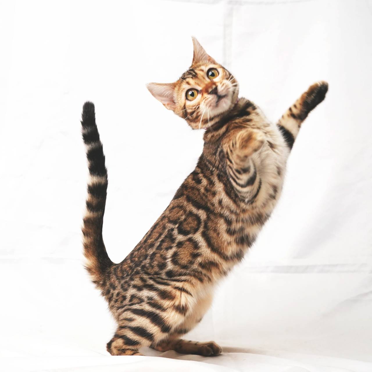 2025/3/22生まれ長女(ピンクちゃん)オーナー様募集中です