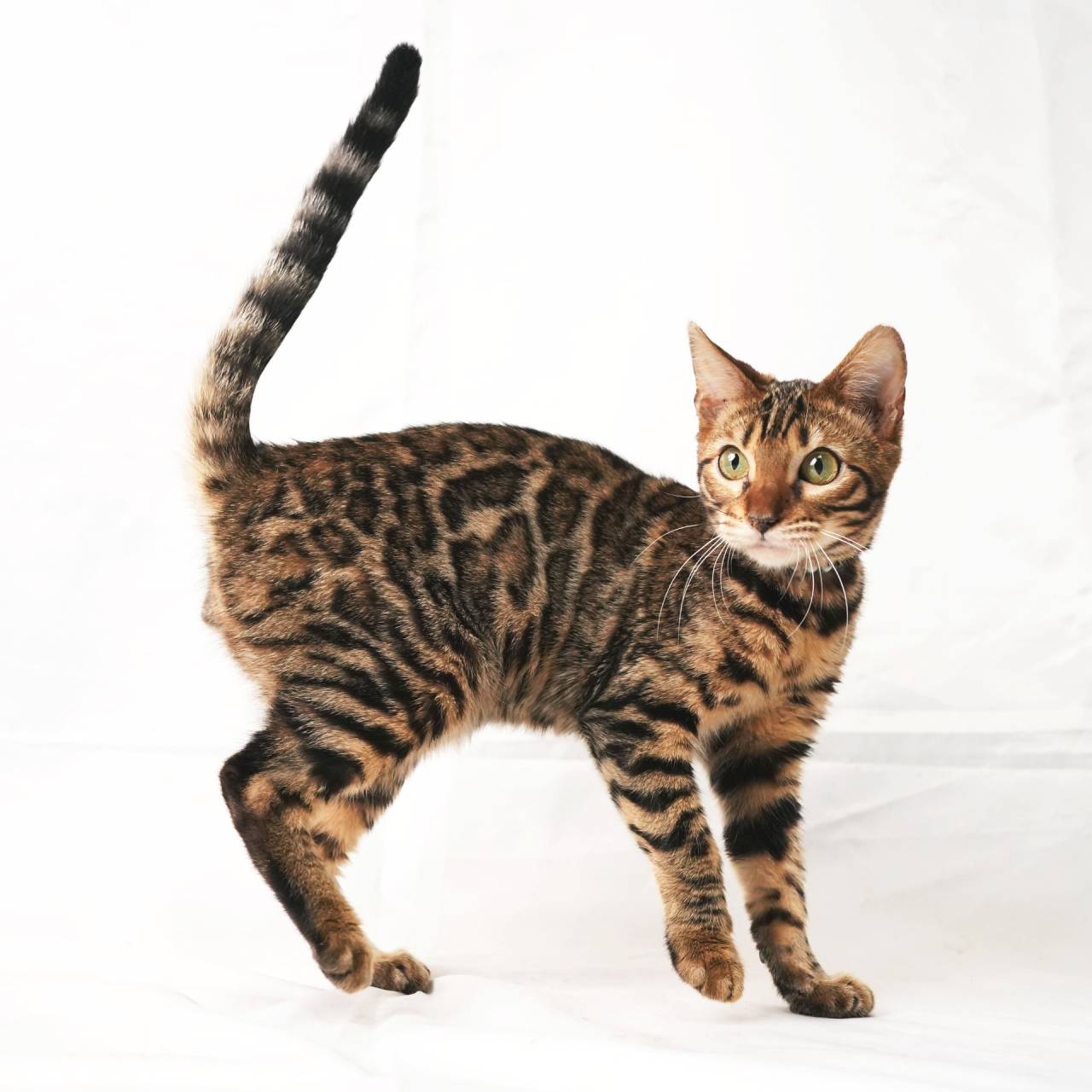 2025/3/22生まれ次男（ブルーくん）