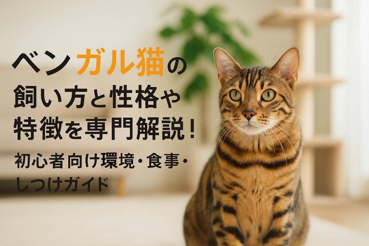 ベンガル猫の飼い方と性格や特徴を専門解説！初心者向け環境・食事・しつけガイド