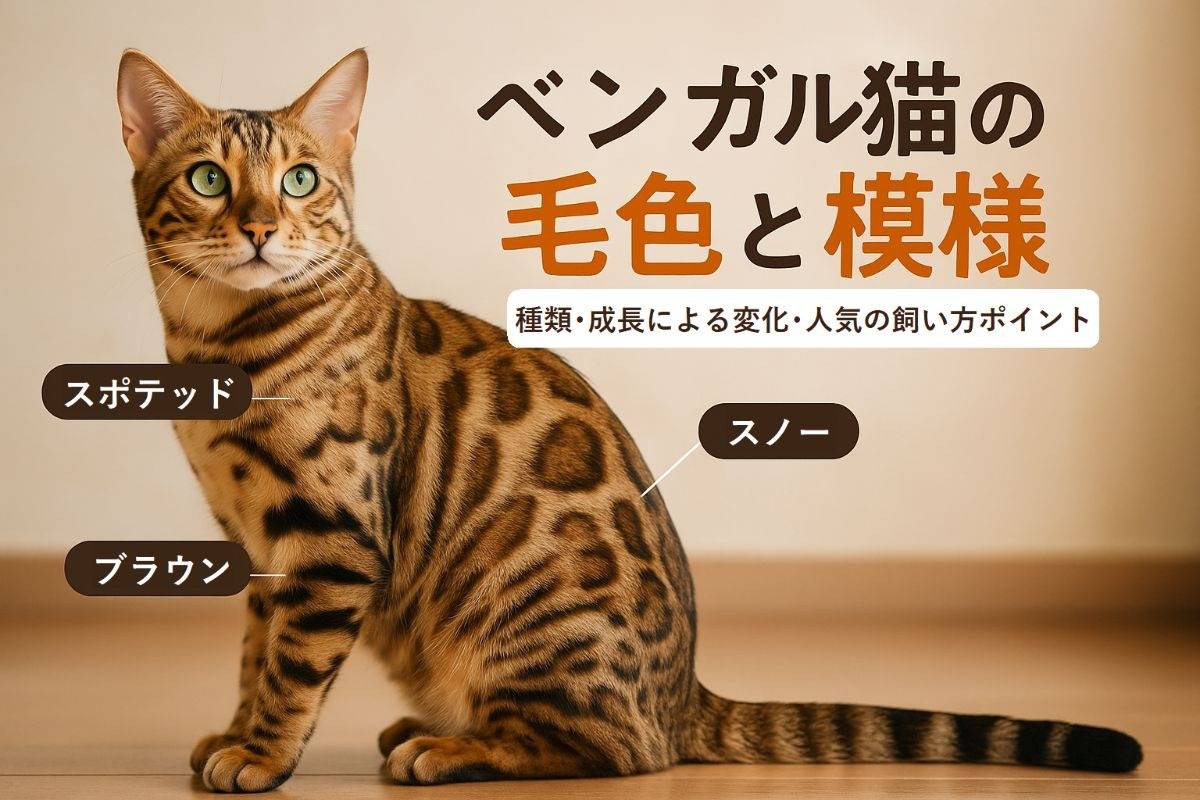 ベンガル猫の毛色と模様を解説！種類や子猫から成猫の変化・人気と飼い方