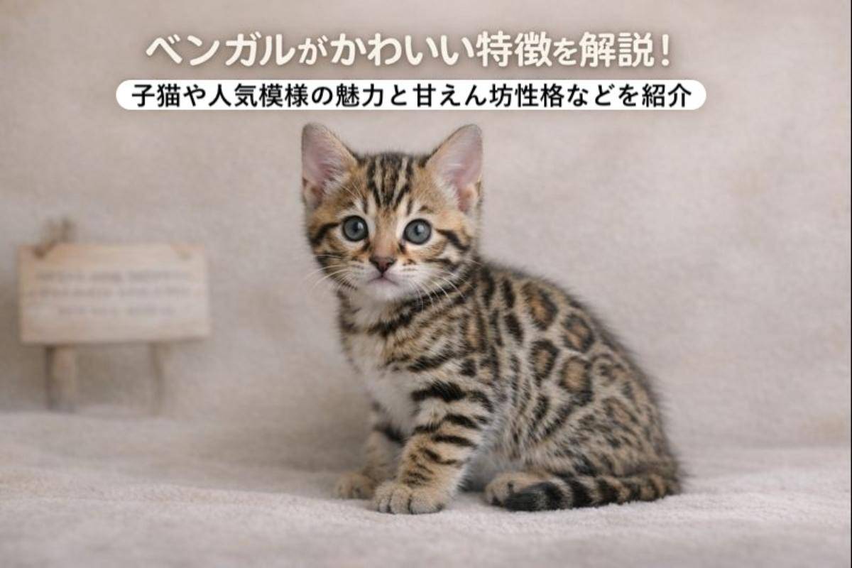 ベンガルがかわいい特徴を解説！子猫や人気模様の魅力と甘えん坊性格などを紹介