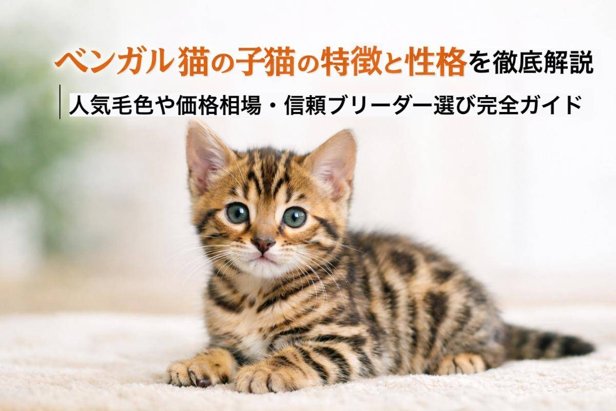 ベンガル猫の子猫の特徴と性格を徹底解説｜人気毛色や価格相場・信頼ブリーダー選び完全ガイド