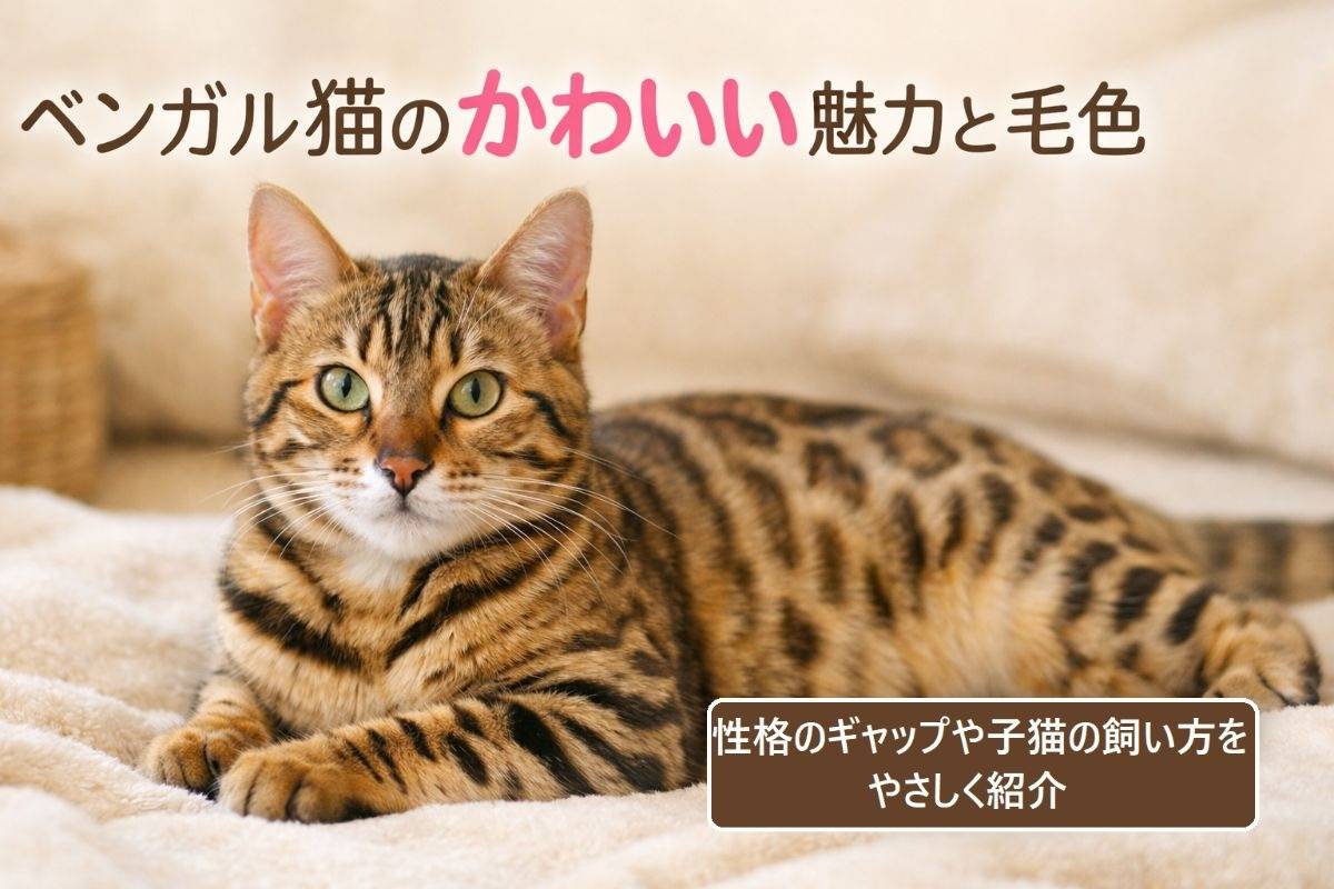 ベンガル猫がかわいい魅力と人気毛色解説！性格ギャップや子猫の飼い方・価格まで徹底ガイド