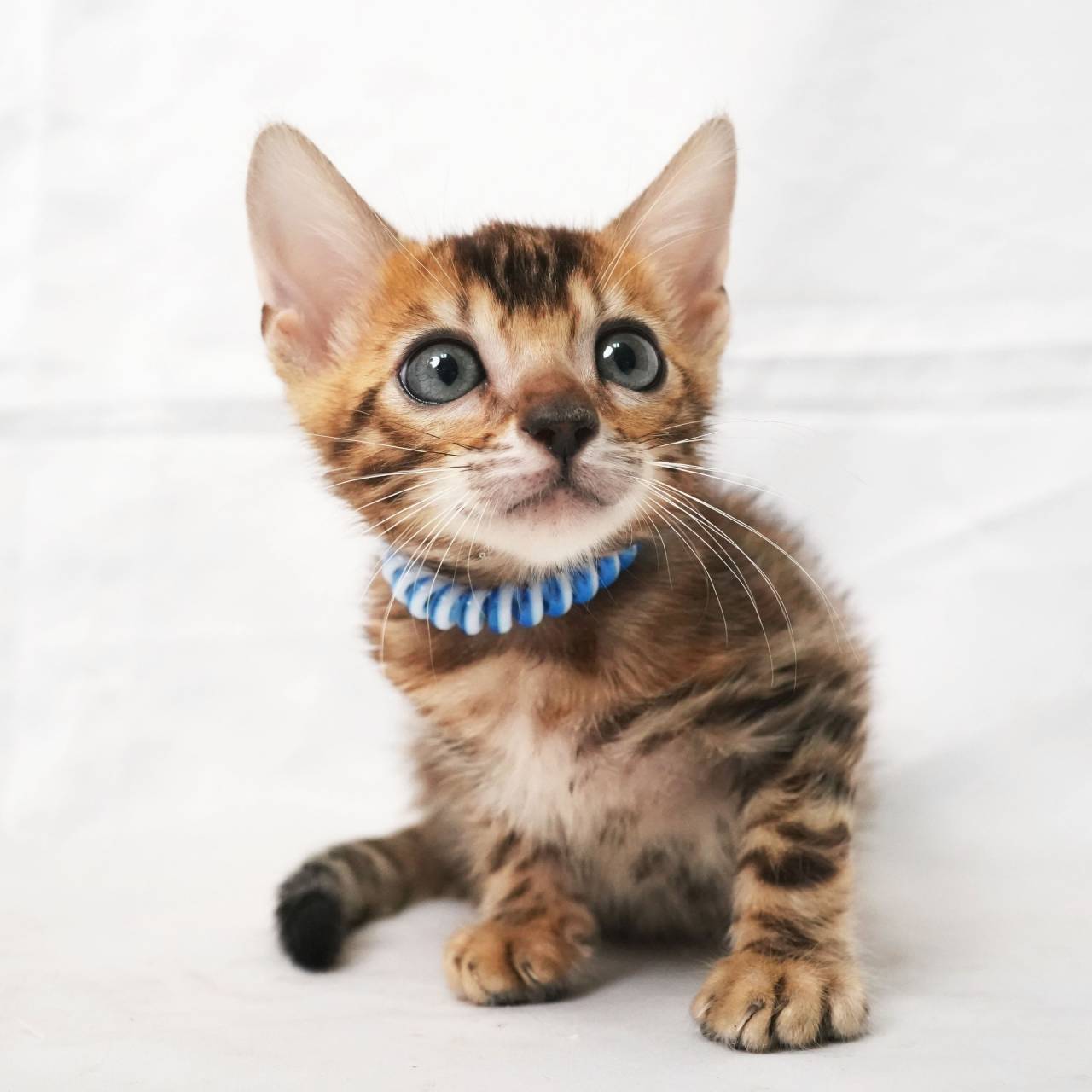 2025/10/07生まれ長男（ブルーくん）