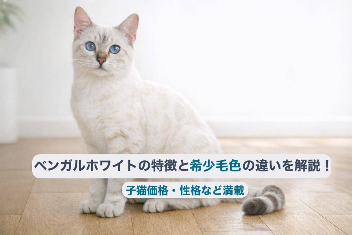ベンガルホワイトの特徴と希少毛色の違いを解説！子猫価格・性格など満載