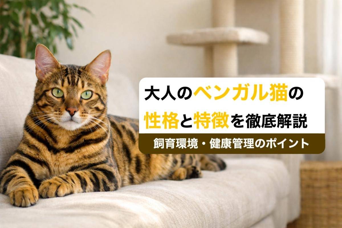 大人のベンガル猫の性格と特徴を徹底解説｜飼育環境・健康管理のポイント