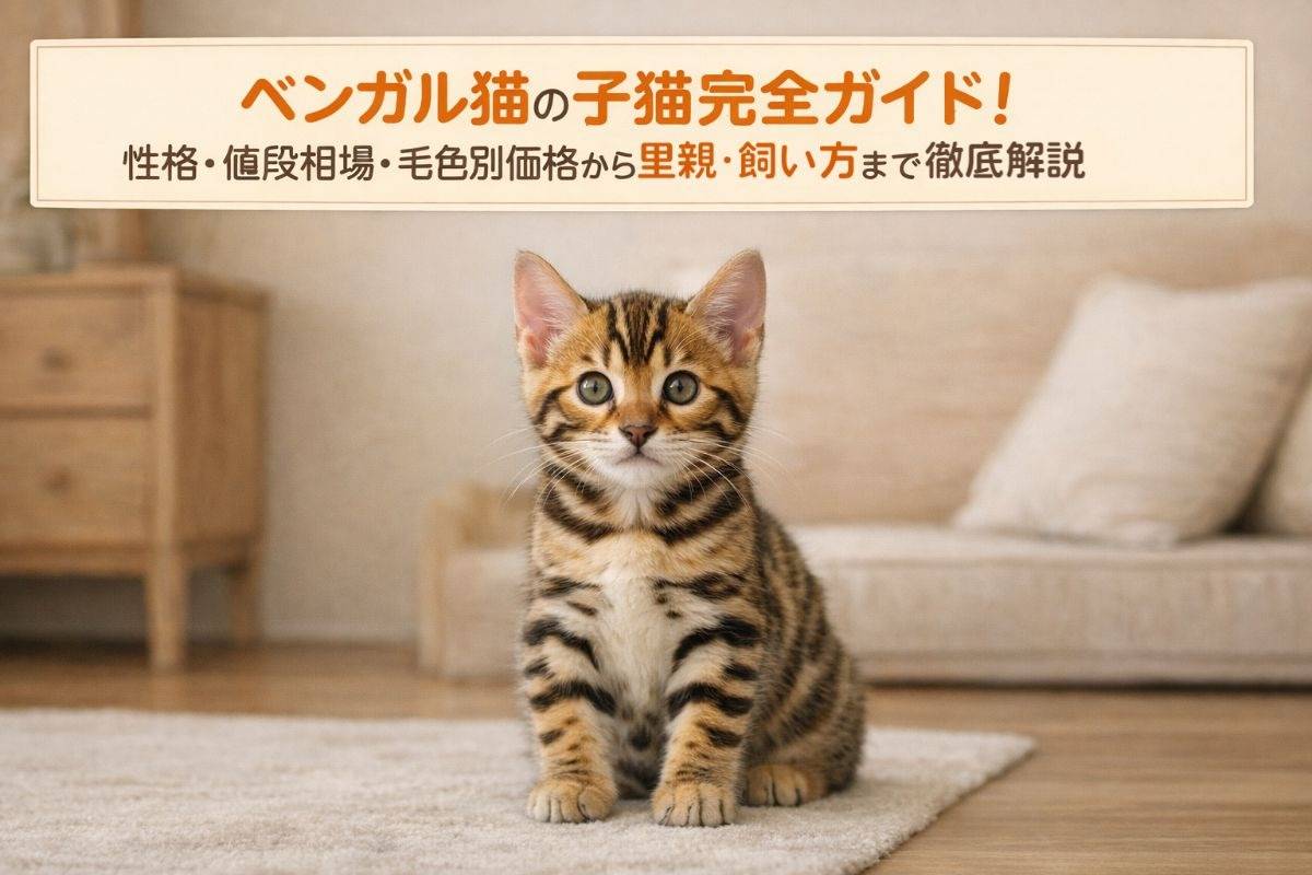 ベンガル猫の子猫完全ガイド｜性格・値段相場・毛色別価格から里親・飼い方まで徹底解説
