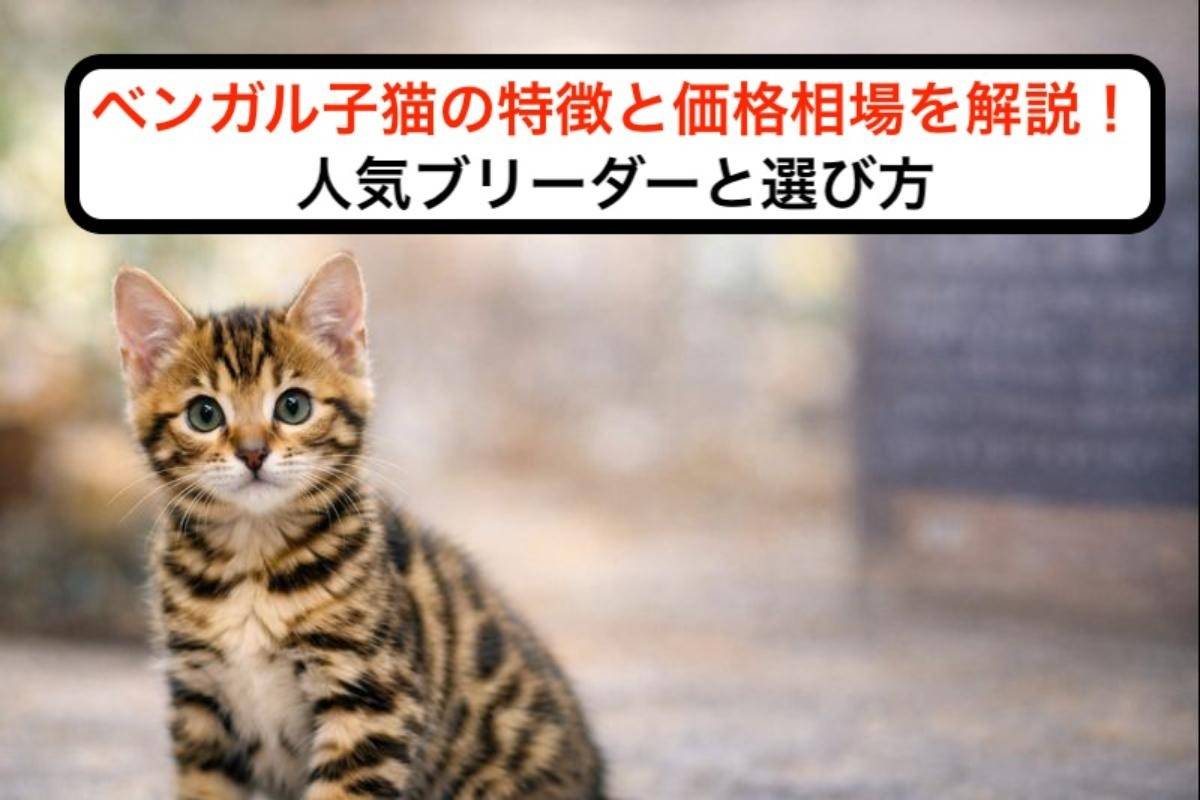 ベンガル子猫の特徴と価格相場を解説！人気ブリーダーと選び方