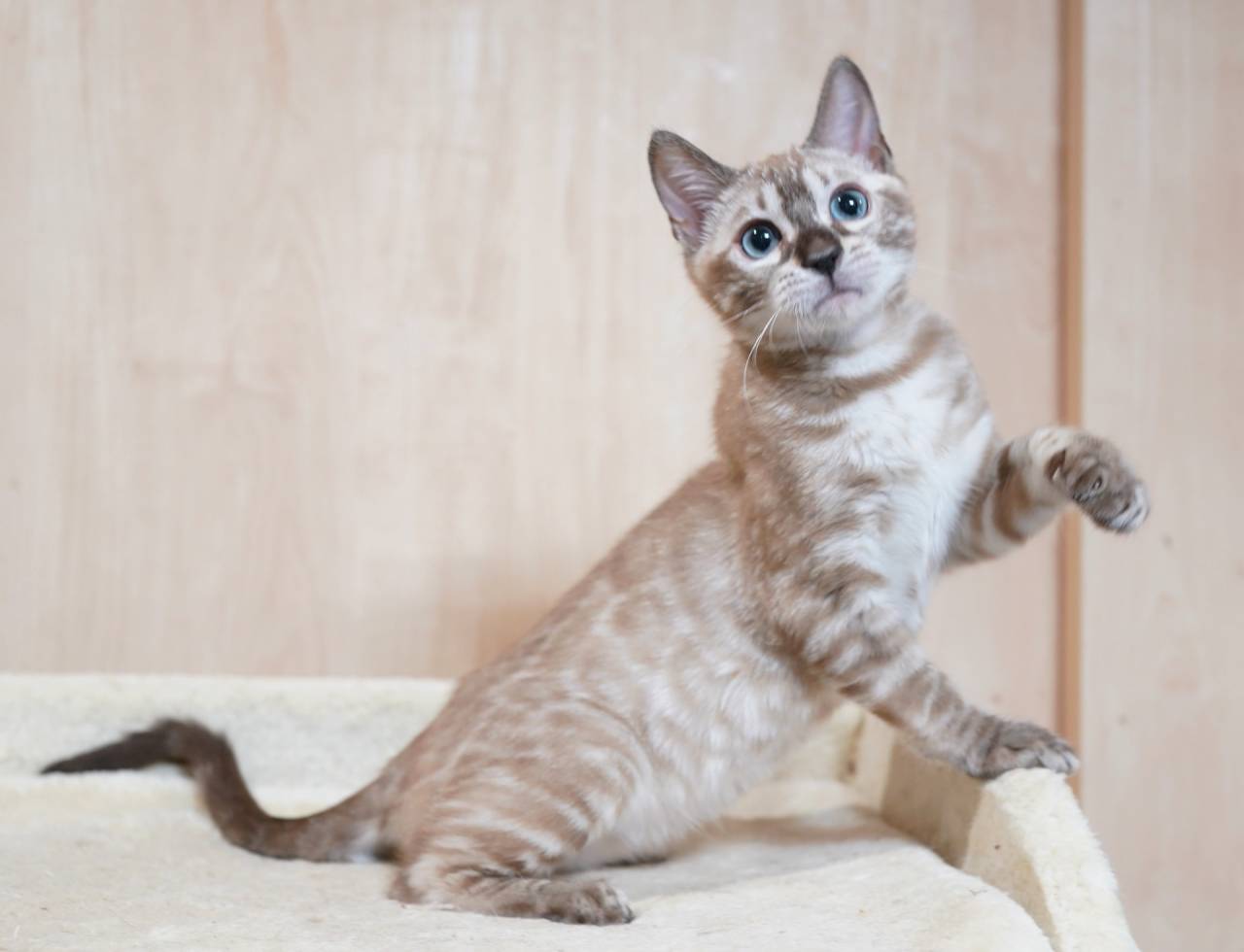 2025/12/2生まれ長女（ピンクちゃん）オーナー様募集中です