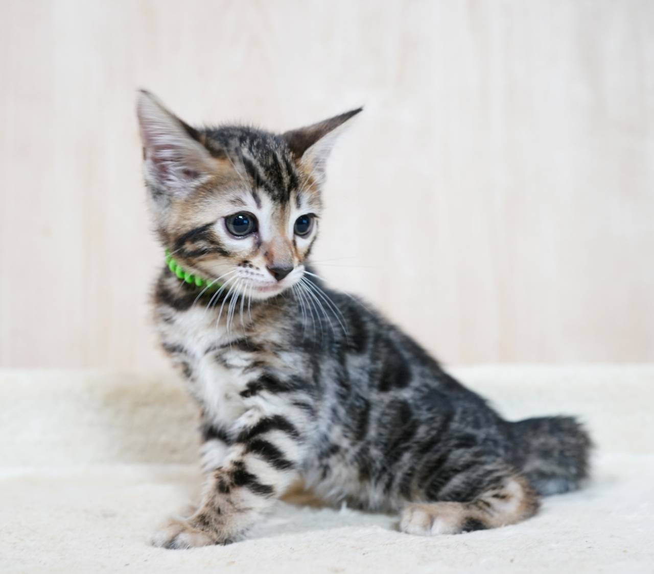 2026/2/25生まれ次男（グリーンくん）ご予約済