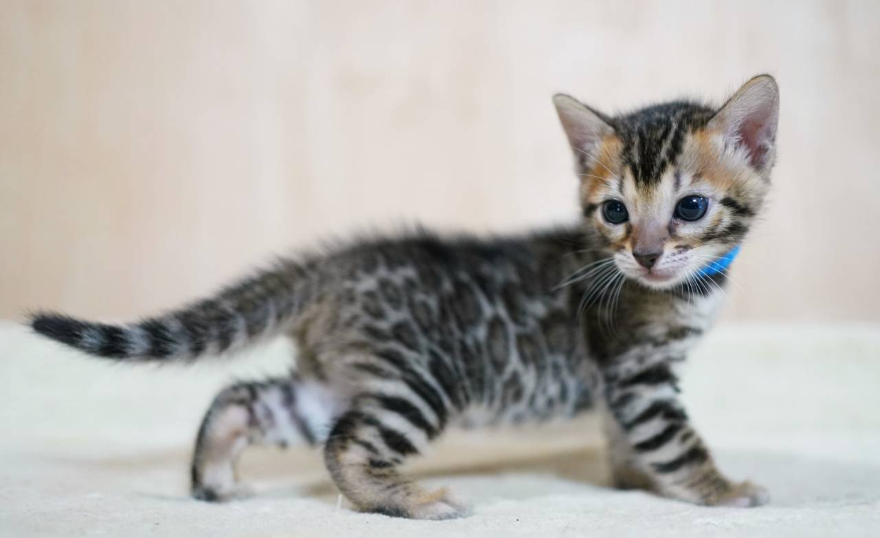 2026/2/25生まれ長男（ブルーくん）オーナー様募集中です