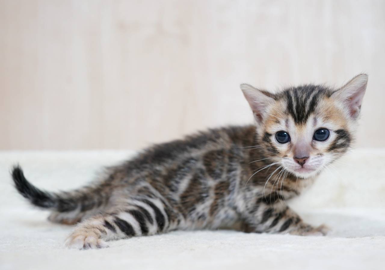 2026/2/25生まれ長女（レッドちゃん）オーナー様募集中