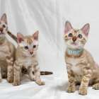 ５月６月生まれのベンガル子猫、写真更新しました。