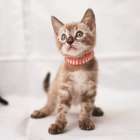 ベンガル子猫、写真更新しました！