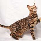 昨年生まれたベンガルBOY