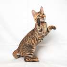 オーナー様募集中のベンガル子猫　写真更新しました！