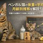 ベンガル猫の体重の平均値と月齢別推移を解説！子猫から成猫までの成長と体型管理ポイント
