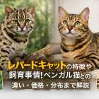レパードキャットの特徴や飼育事情！ベンガル猫との違い・価格・分布まで解説
