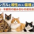 ベンガルと相性のいい猫種と性格・年齢別の組み合わせ成功法