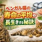 ベンガル猫の寿命の平均や長生きする秘訣を解説！性格・病気・年齢別ケアも紹介