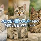 ベンガル猫のスノーが持つ特徴と毛色バリエーション徹底解説！子猫の選び方
