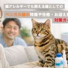 猫アレルギーでも飼える猫としてのベンガル猫の特徴や性格・お迎え前の対策ガイド