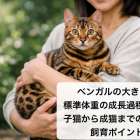 ベンガルの大きさと標準体重の成長過程を解説｜子猫から成猫までの特徴と飼育ポイント