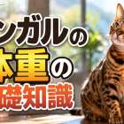 ベンガルの体重の基礎知識と標準推移表｜子猫から成猫までの適正管理ポイント